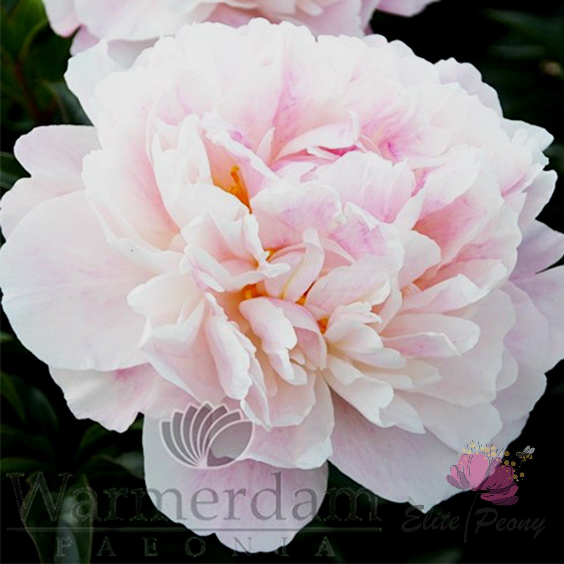 Півонія Serene Pastel / Roy G. Klehm, 2000, USA, рожевий / пастельний, 2-4 бруньки