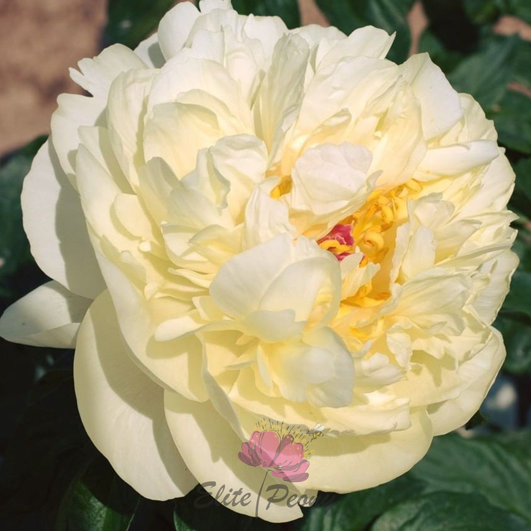 Півонія Lemon Chiffon / D. L. Reath 1981, Жовтий, 2-4 бруньки