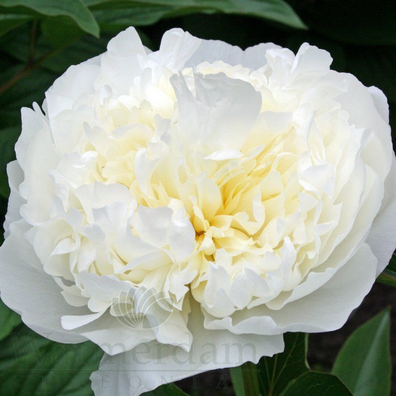 Півонія Duchesse de Neomurs / Calot, 1856 р., Франція, Білий, 2-4 бруньки